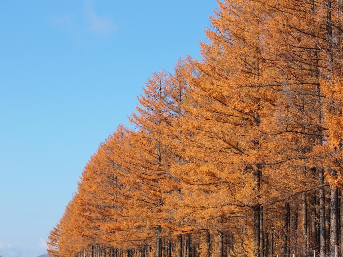 かなやま湖ログホテルラーチ 南富良野町 エクステリア 写真